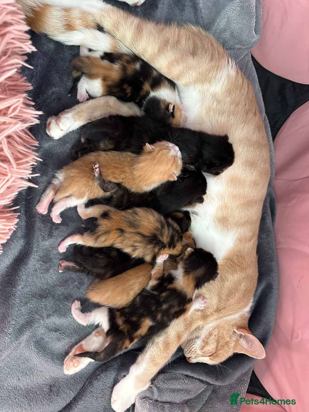 Domestic Shorthair cats for sale: 8 Beautiful kittens with stunning markings  - Image 4