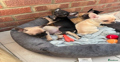 Mixed Breed dogs - Advert 4