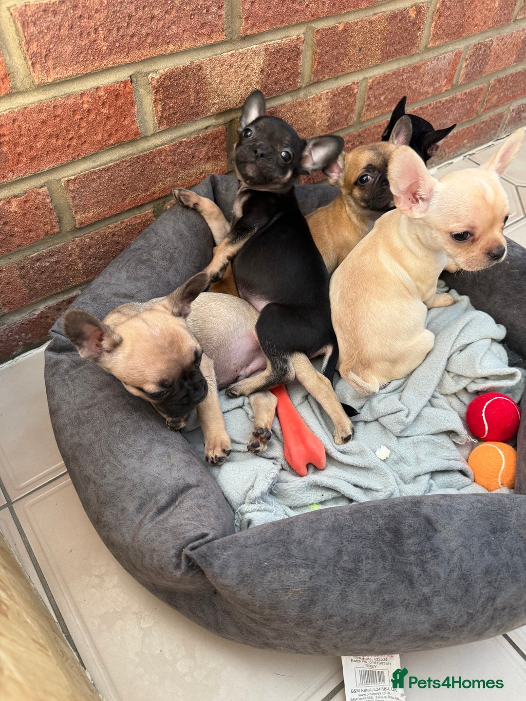 Mixed Breed dogs for sale: Frenchie x chihuahua pups - Image 2