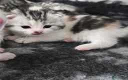 Persian cats for sale: Persian x fluffy kittens  - Image 7