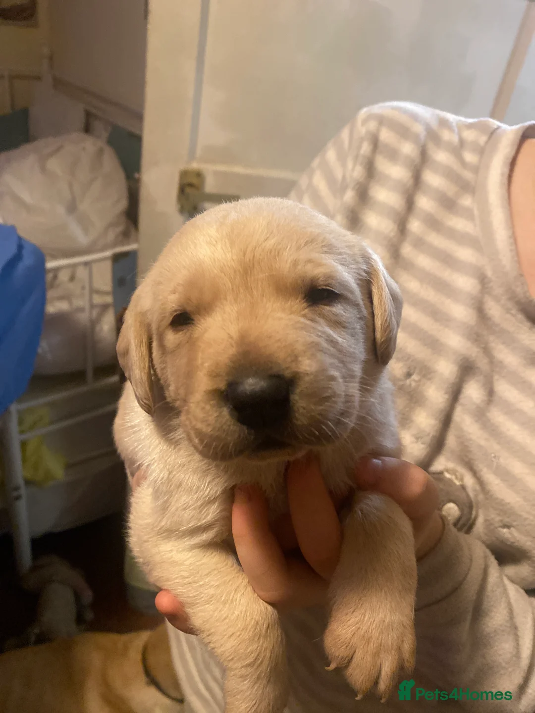 Labrador Retriever dogs for sale: Lovely Labrador puppies  in Bourne - Advert 3
