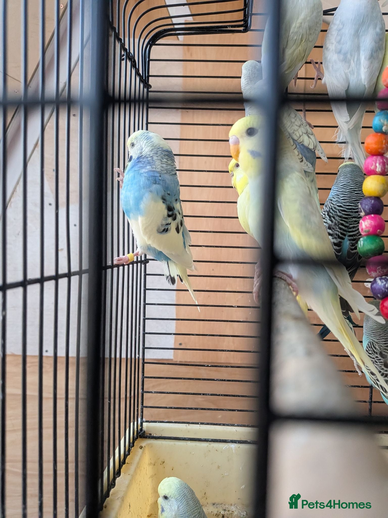 Budgerigars birds Budgies with Complete setup and Cage - Advert 2