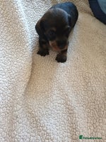 Miniature Dachshund dogs - Advert 2