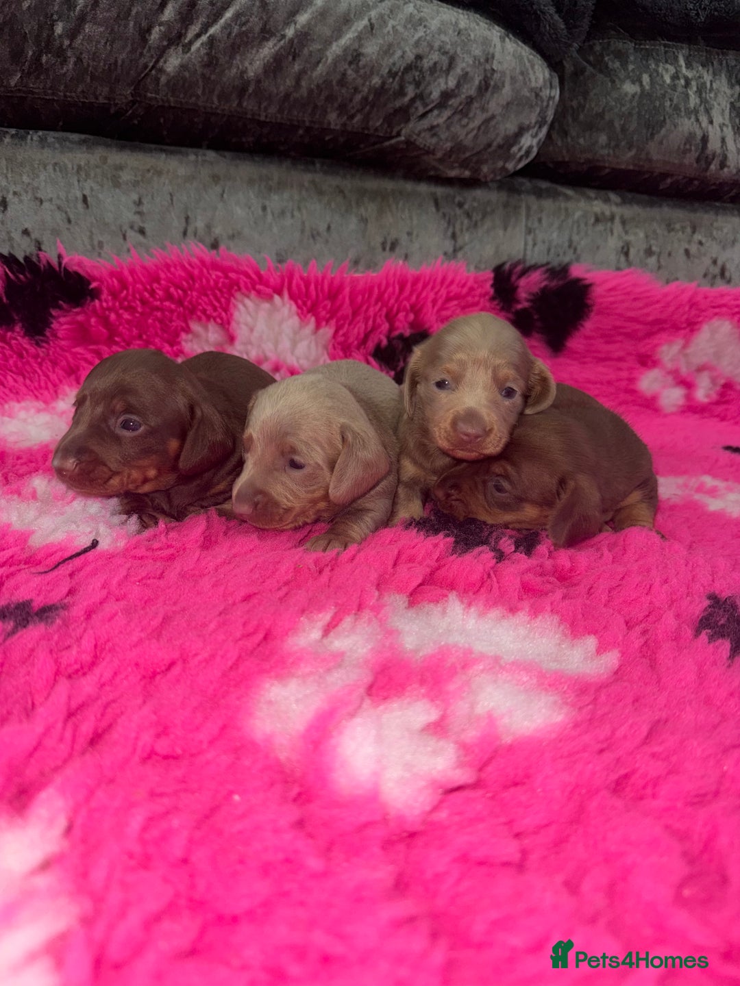 Miniature Dachshund dogs for sale: Outstanding True To Type Miniature Dachshunds - Advert 3