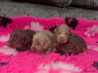 Miniature Dachshund dogs Outstanding True To Type Miniature Dachshunds - Advert 11