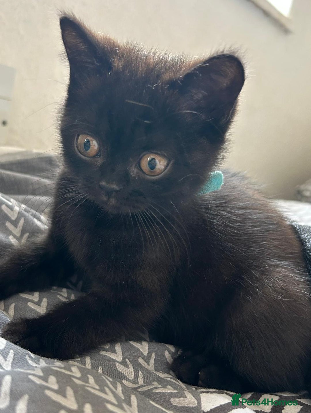 British Shorthair cats for sale: Champion GCCF Black British Shorthair Kittens - Image 6