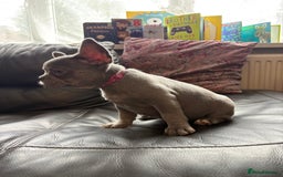 French Bulldog dogs for sale: French bulldog females puppies - Image 8