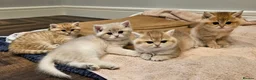 British Shorthair cats for sale: Pure Pedigree BSH Kittens GCCF Rare Golden /Silver - Advert 6