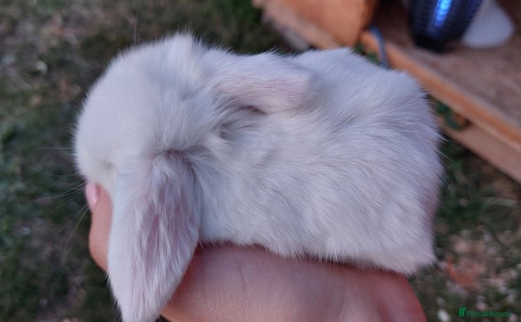 Mini Lop rabbits - Advert 13