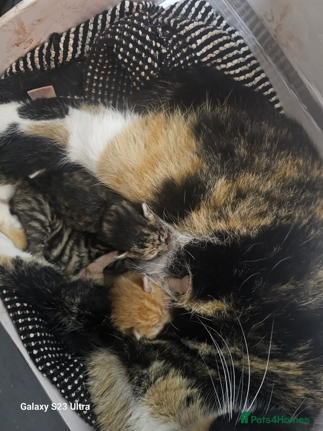 Mixed Breed cats for sale: 3 beautiful babies - Advert 1