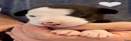 Whippet dogs for sale: KC reg healthy, sweet, gentle whippet pups - Advert 12