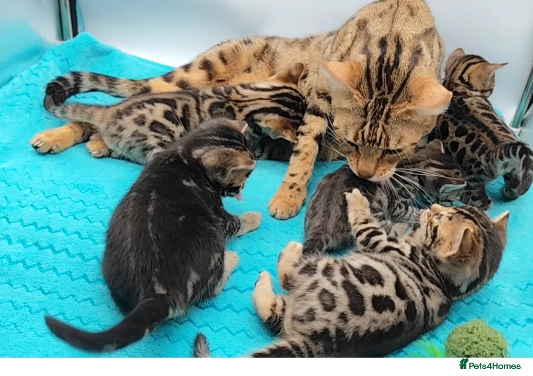 Bengal cats for sale: Beautiful Bengal kittens  - Advert 1