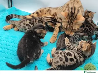 Bengal cats Beautiful Bengal kittens - Advert 10