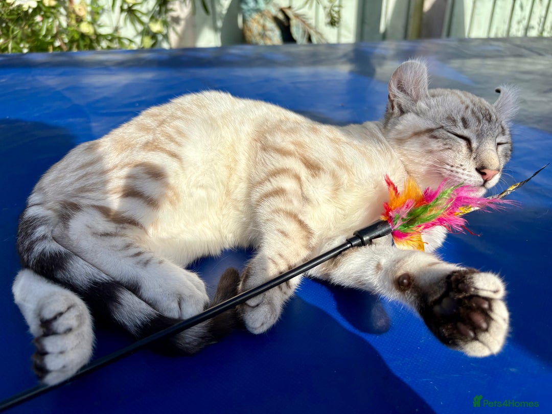 Keetso cats for sale: Breath taking polydactyl curled eared girl  - Image 14