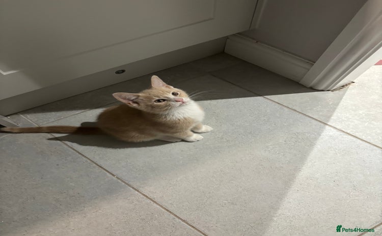 Mixed Breed cats - Advert 4