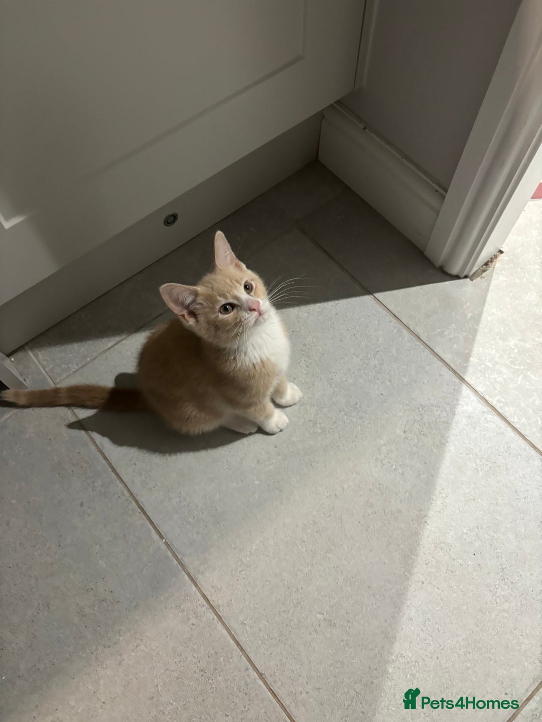 Mixed Breed cats for sale: 4 Adorable, playful Kittens - Image 1
