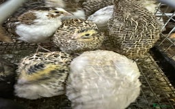 Quail poultry for sale: Coturnix quail  - Image 5