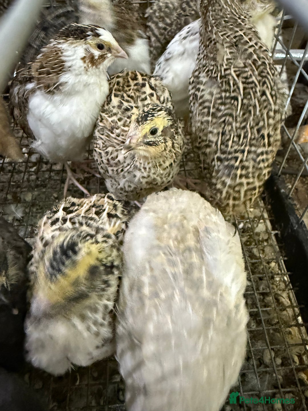 Quail poultry for sale: Coturnix quail  - Image 5
