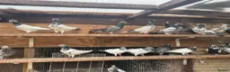 Pigeons birds for sale: Pakistani high flyers for sale  - Advert 8