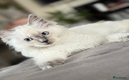 Ragdoll cats for sale: Beautiful Ragdol babies ready to leave  - Image 14