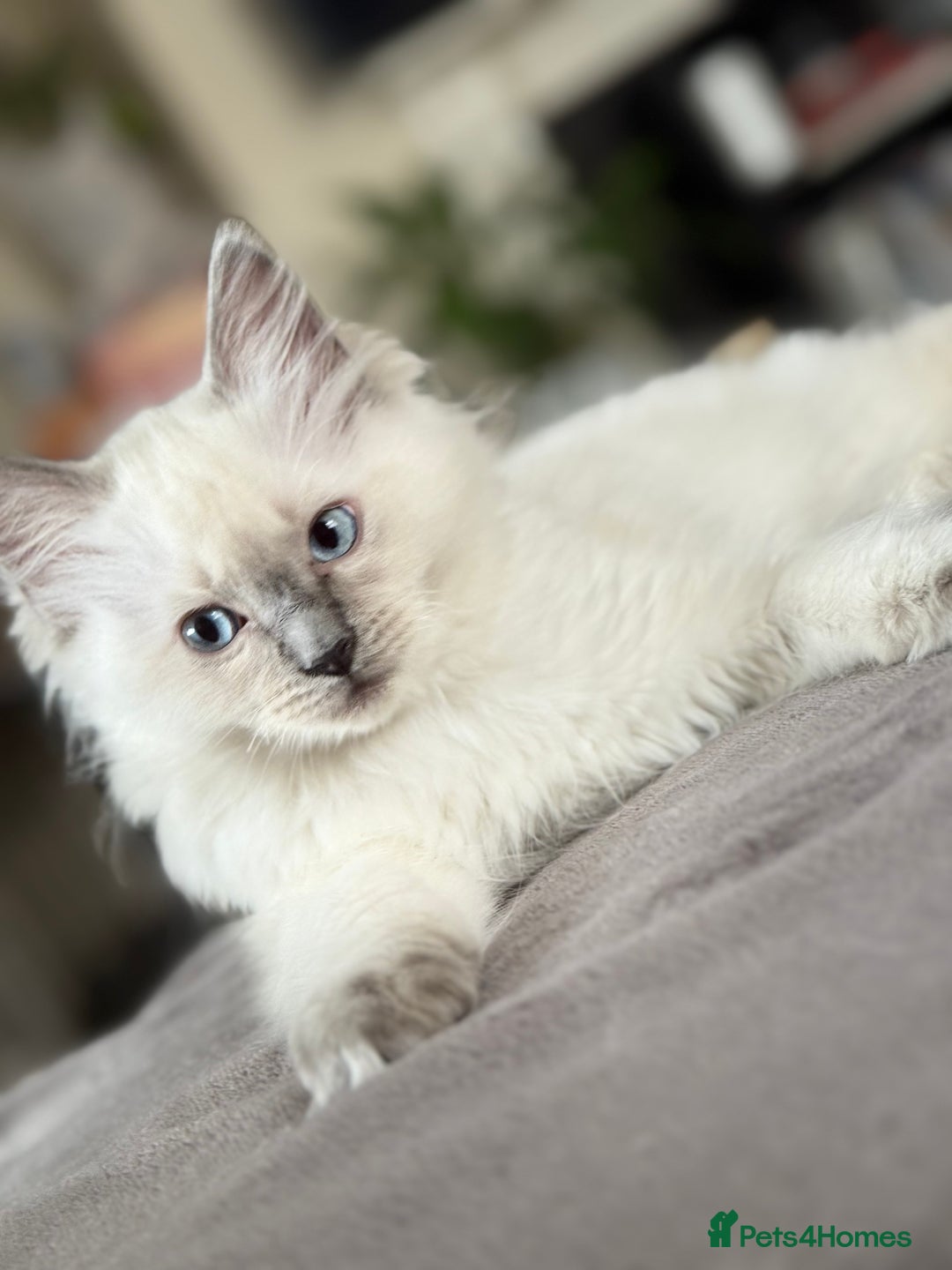 Ragdoll cats for sale: Beautiful Ragdol babies ready to leave  - Image 14