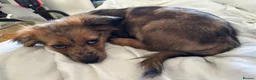 Mixed Breed dogs for sale: Unique Litter Miniature Dachshund & "Dameranian" - Advert 4