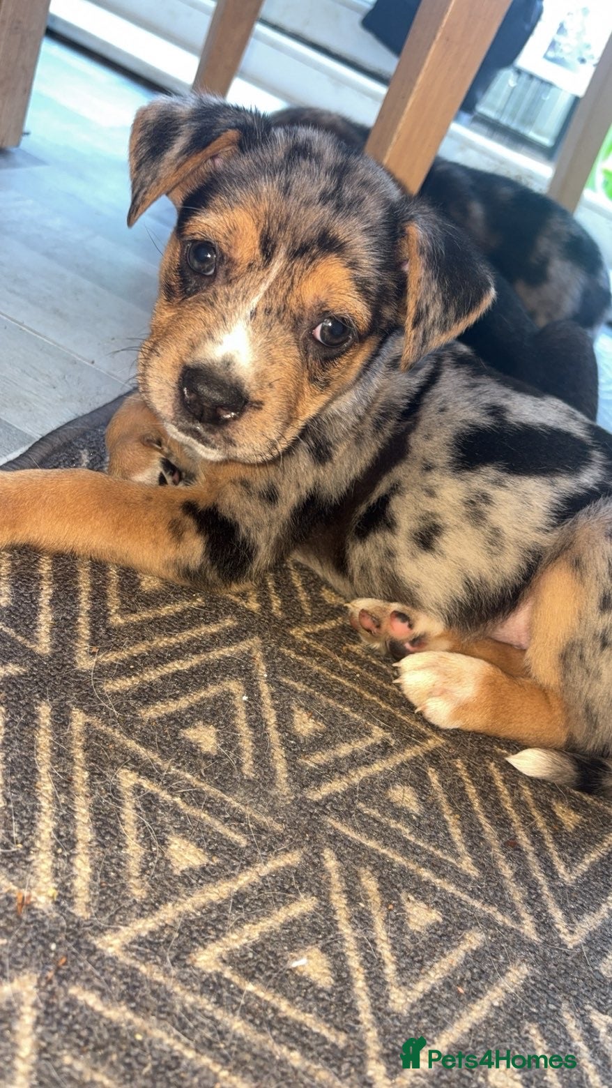 Mixed Breed dogs LAST 2 !Alapaha blue blood bulldog x shepsky pups  - Advert 13