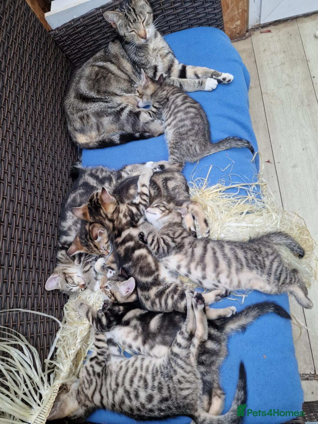 Mixed Breed cats for sale: 6 friendly tabby kittens - Image 14