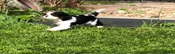 Cavalier King Charles Spaniel dogs for sale: Cavalier King Charles puppies  in Warrington - Advert 24