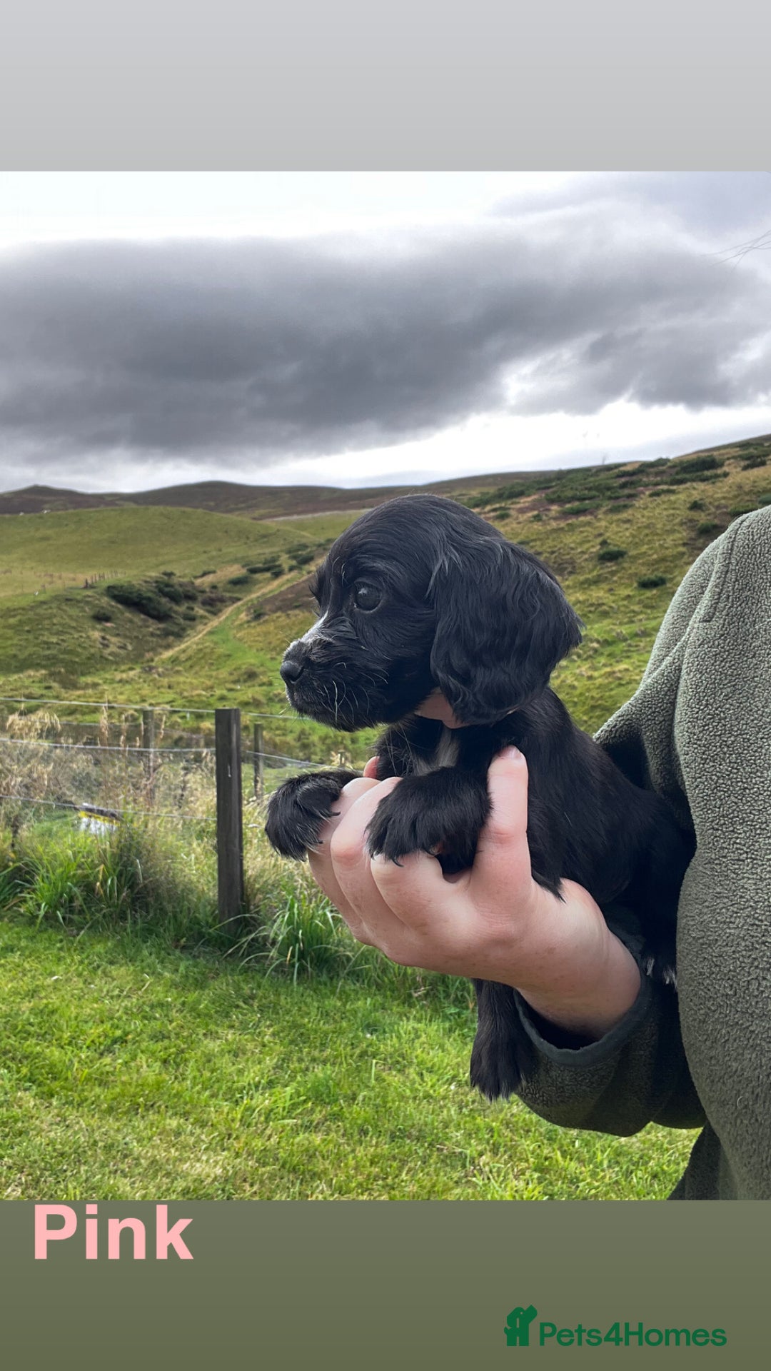 Cocker Spaniel dogs for sale: Cocker Spaniel Puppies  - Image 11