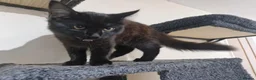 Mixed Breed cats for sale: Two Kittens Available - Advert 9