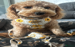 Cavapoochon dogs for sale: 5 cavapoochon puppies looking for forever homes - Image 16