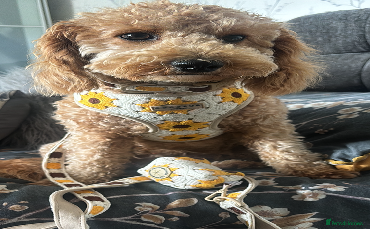 Cavapoochon dogs - Advert 1