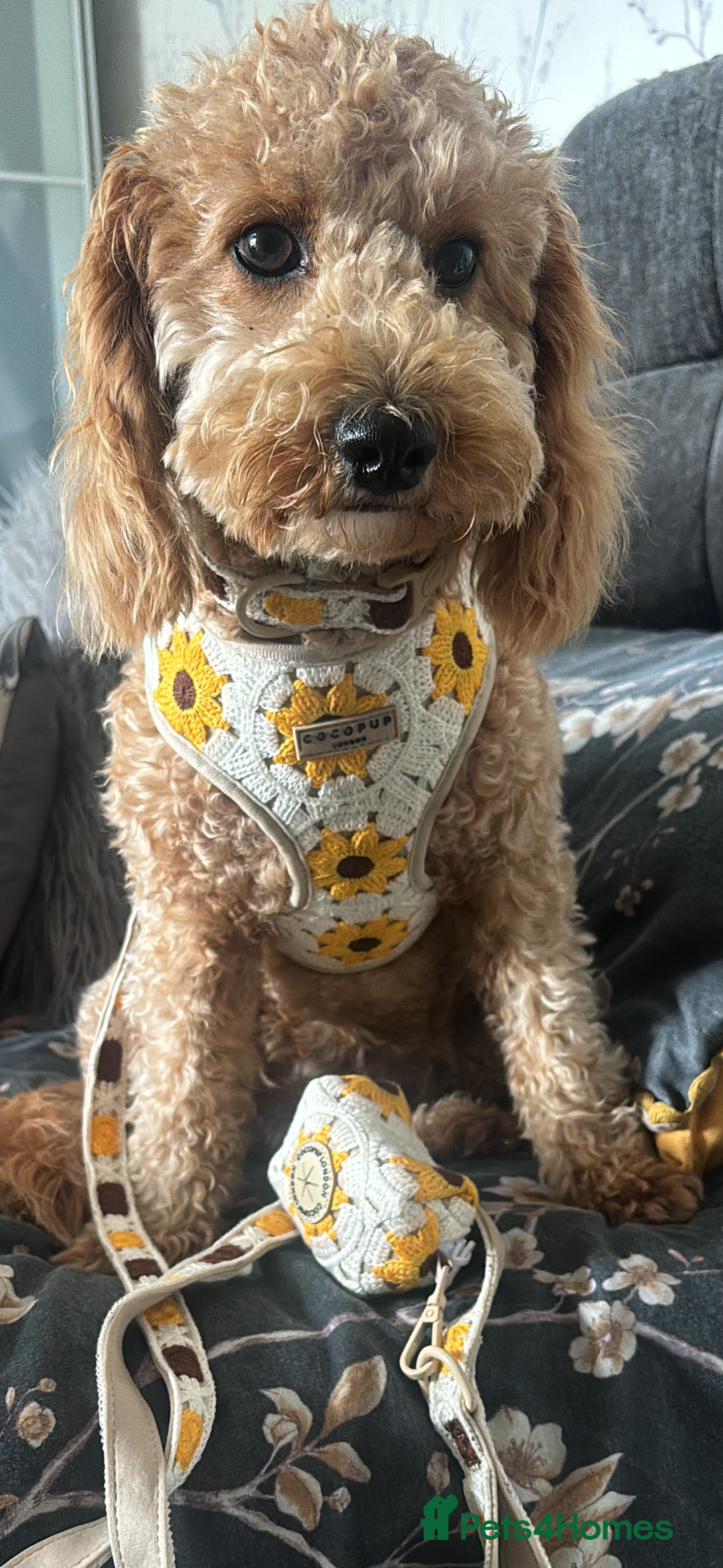 Cavapoochon dogs for sale: 5 cavapoochon puppies looking for forever homes - Image 16