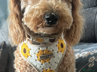 Cavapoochon dogs - Advert 3