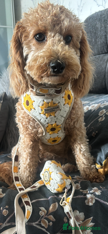 Cavapoochon dogs - Advert 3