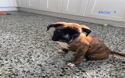 Boxer dogs for sale: KC Registered Boxer puppies  - Image 14