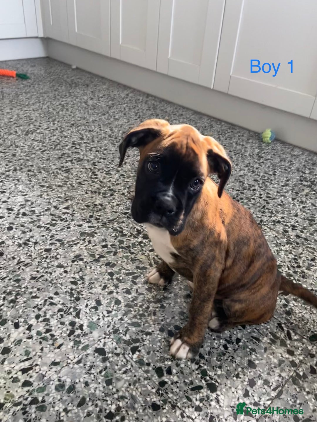 Boxer dogs for sale: KC Registered Boxer puppies  - Image 14