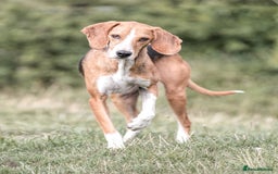 Mixed Breed dogs for adoption: Sweet Kody is ready for his forever sofa - Image 4