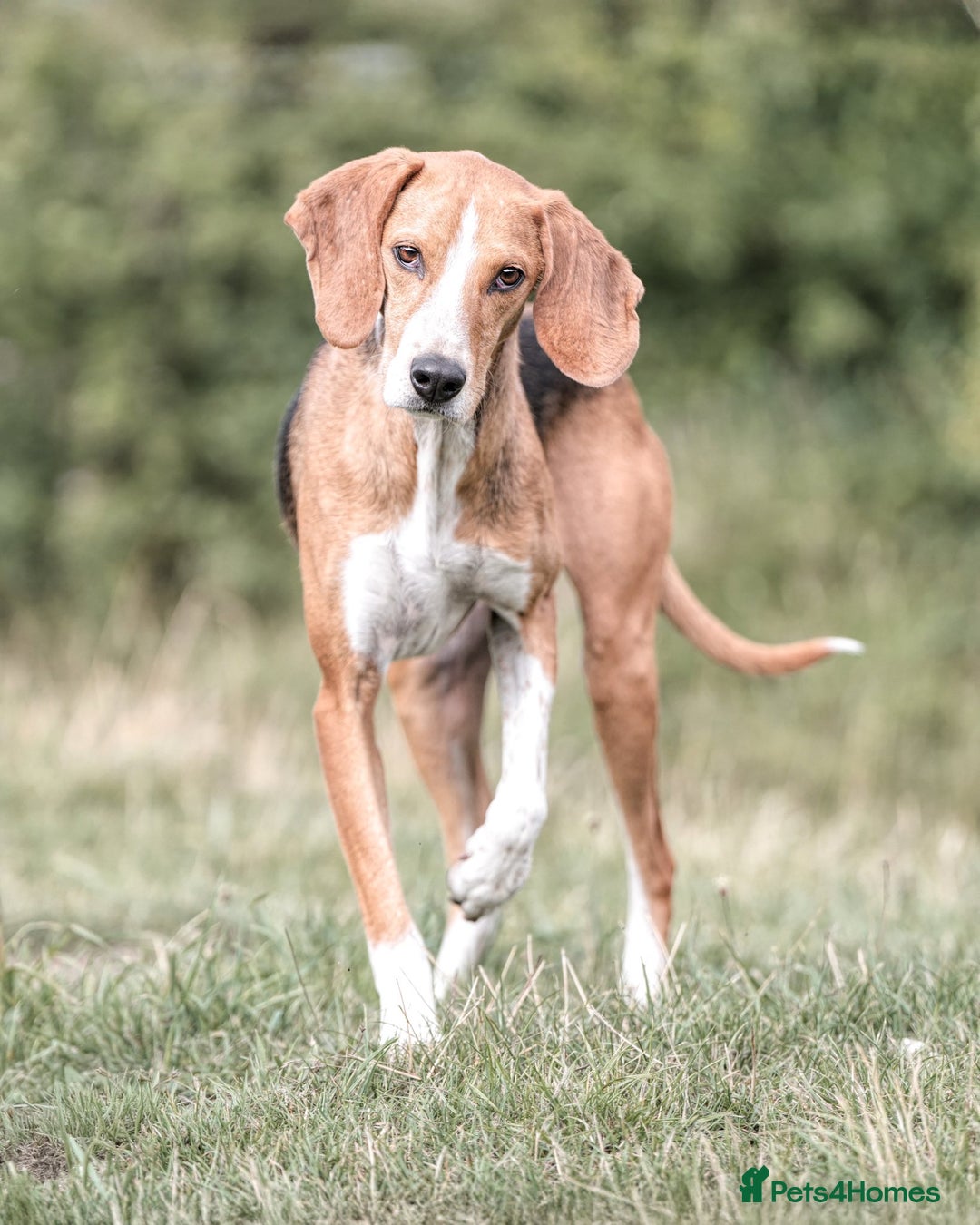 Mixed Breed dogs for adoption: Sweet Kody is ready for his forever sofa - Image 4