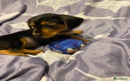 Mixed Breed dogs for sale: Miniature dorkies - Image 7