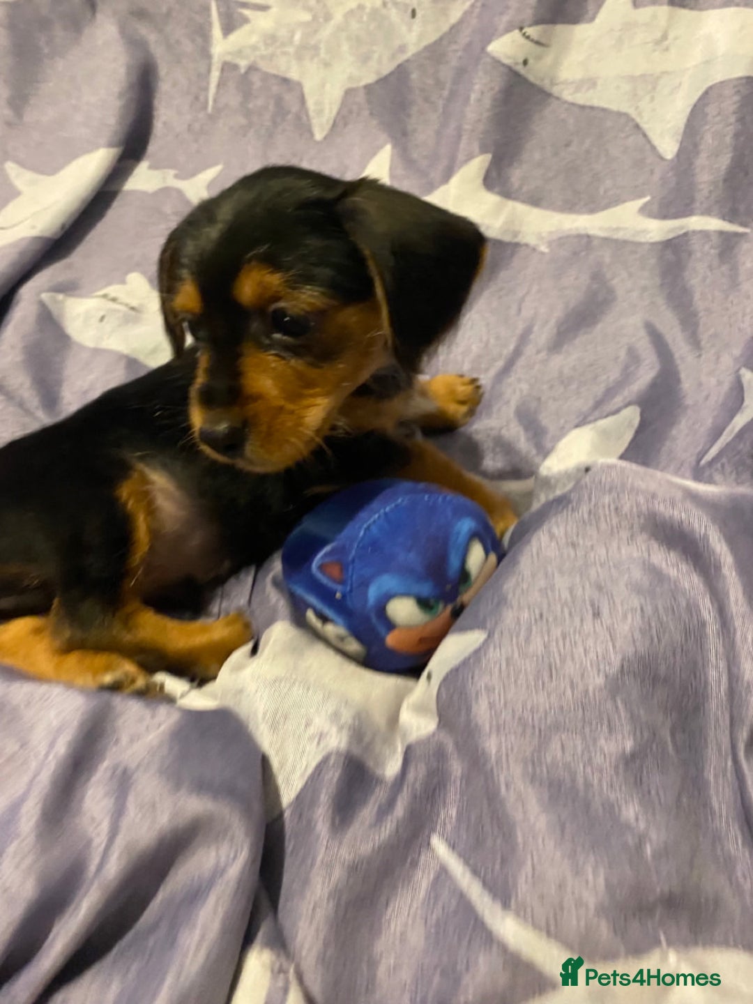 Mixed Breed dogs for sale: Miniature dorkies - Image 7