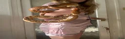 Corn Snake reptiles for sale: Beautiful corn snake and full set up  - Advert 2