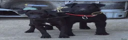 Patterdale Terrier dogs for stud: Working patterdale  - Advert 2