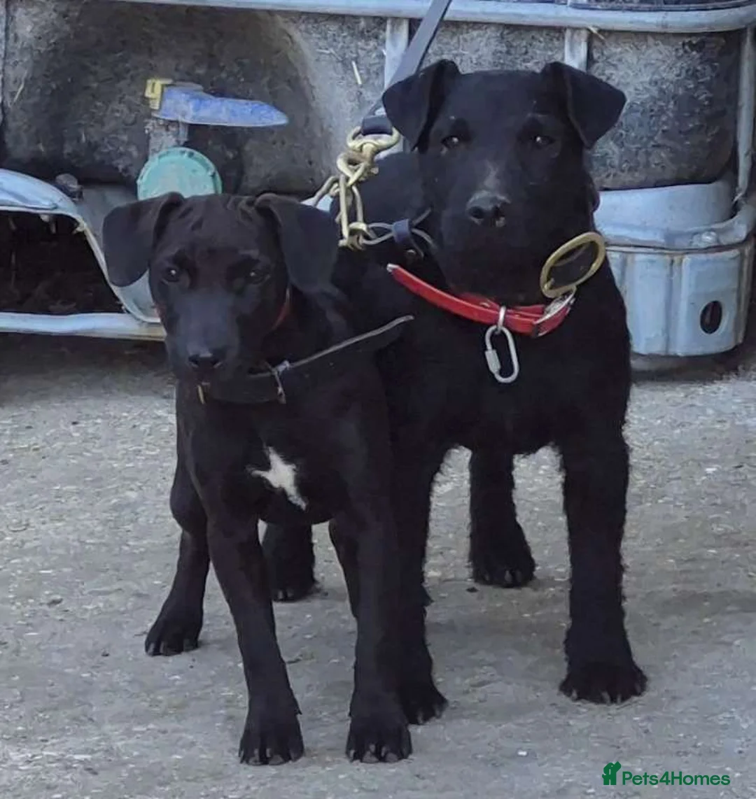 Patterdale Terrier dogs for stud: Working patterdale  - Advert 2