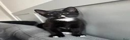 Mixed Breed cats for sale: 13 Week male Kitten  - Advert 3