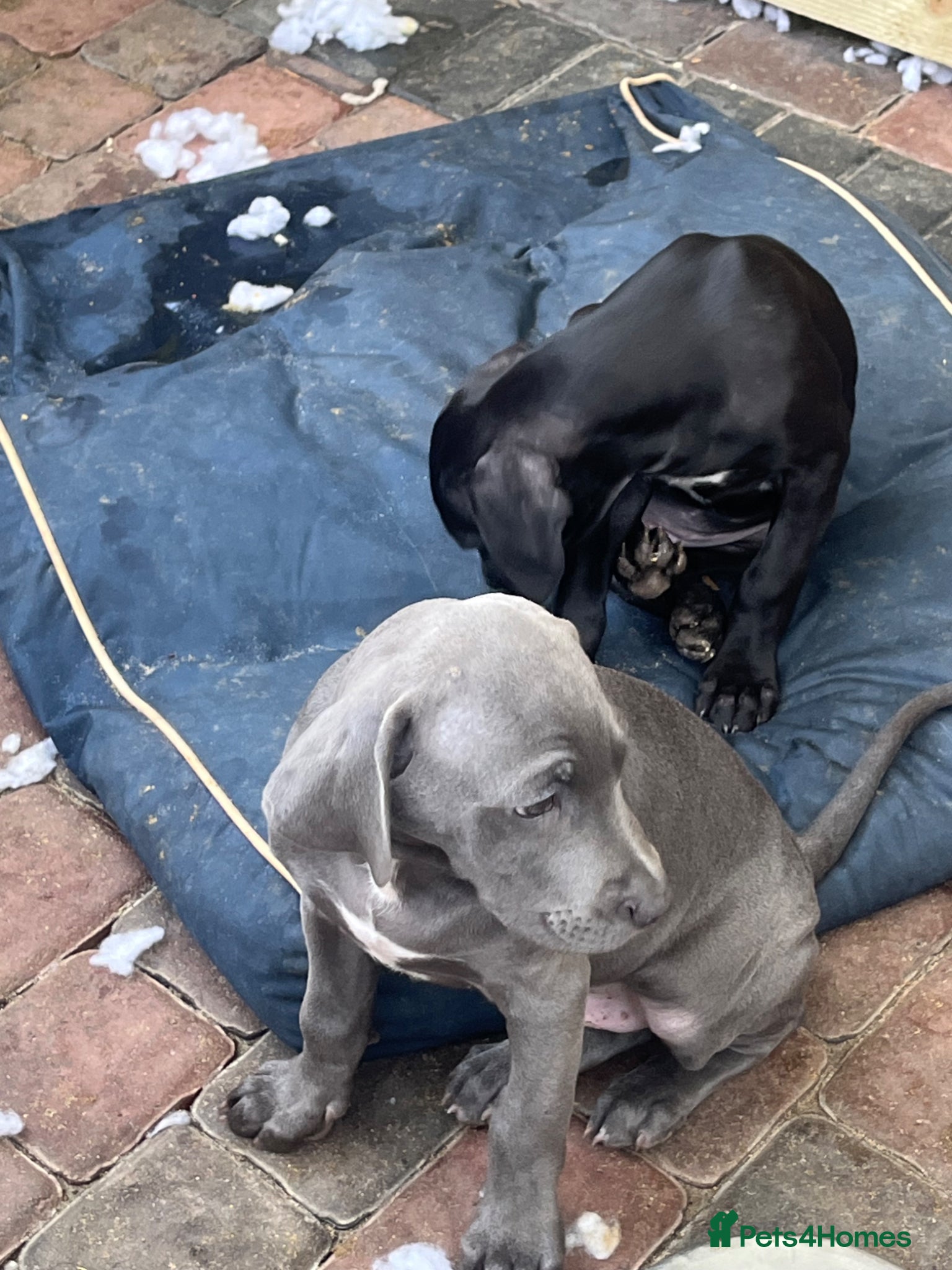 Cane Corso dogs for sale: Cane corso pups, 4 girls 2 boys, black and grey - Advert 13
