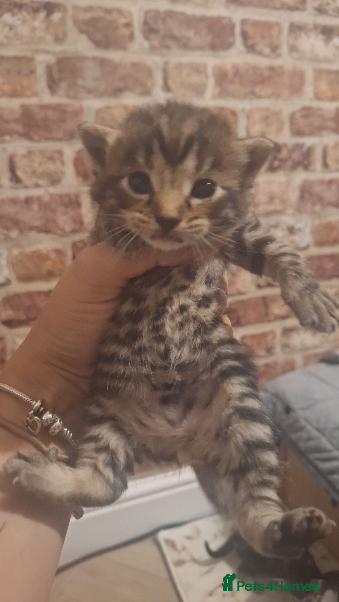 Bengal cats Bengal mix babies  - Advert 1