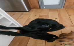 Cocker Spaniel dogs for sale: Cocker spaniel pups - Image 14