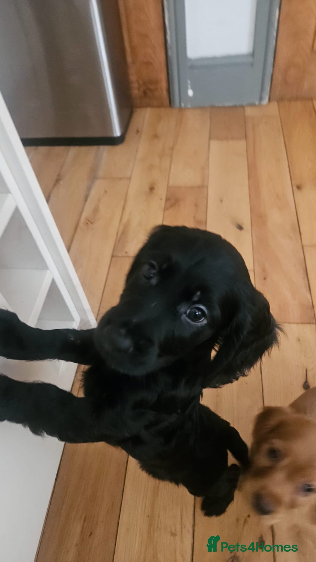 Cocker Spaniel dogs for sale: Cocker spaniel pups - Image 14